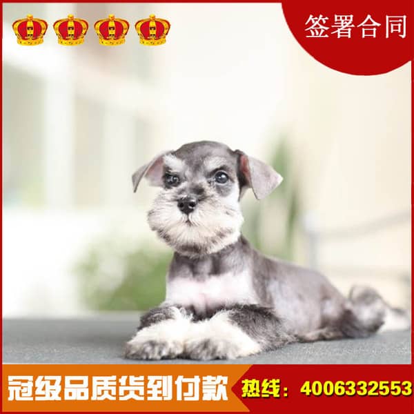 宠物狗幼犬出售咸宁：寻找你的小天使