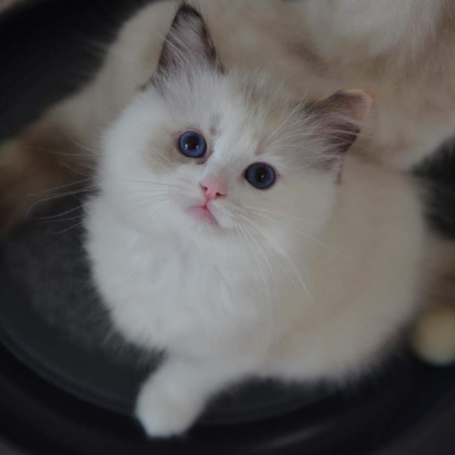 宠物狗打狗棍子：一场温馨的误会