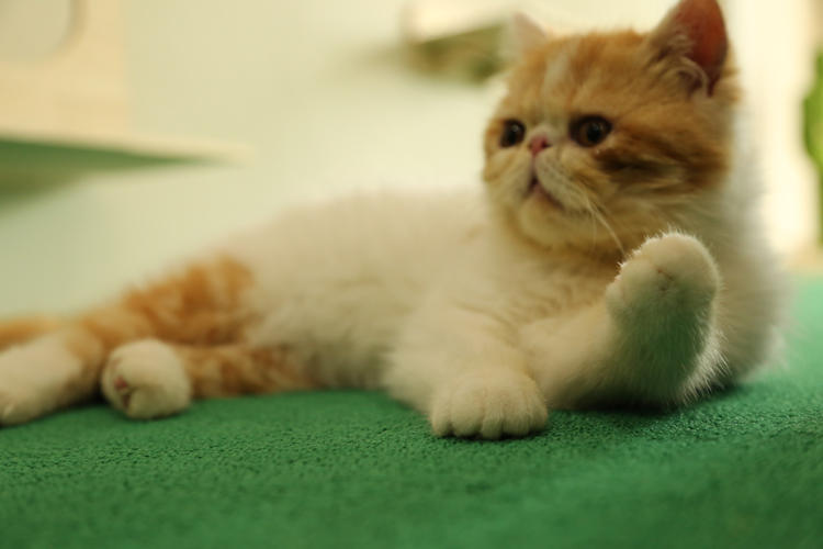 宠物狗代运4000：跨越距离的温馨守护