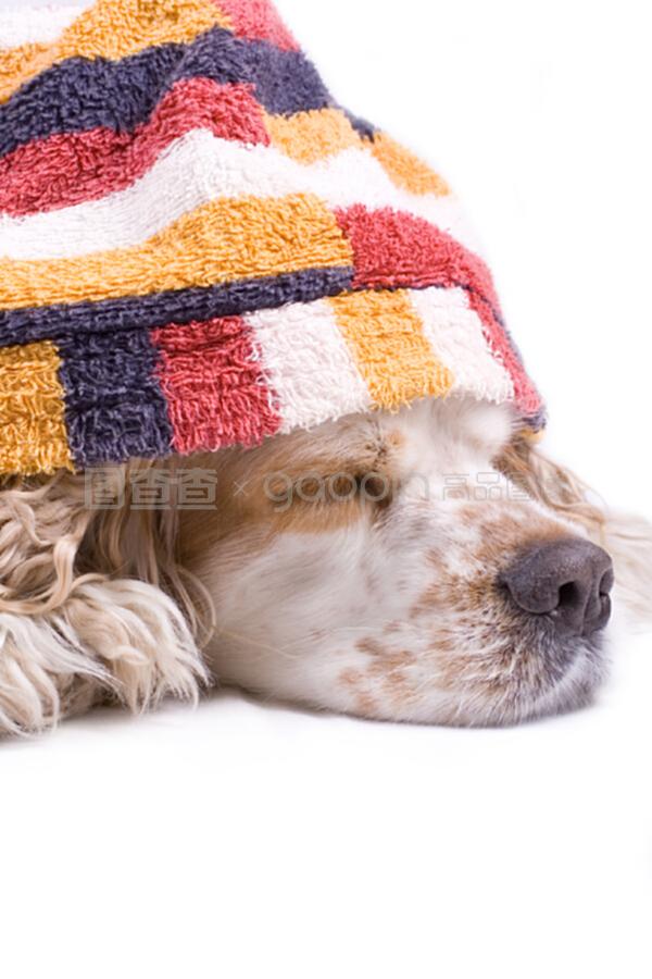 在哪里宠物狗打针？带你了解宠物健康护理的必备知识