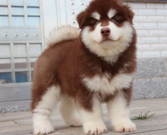 国潮土松宠物狗：传统与现代的完美融合