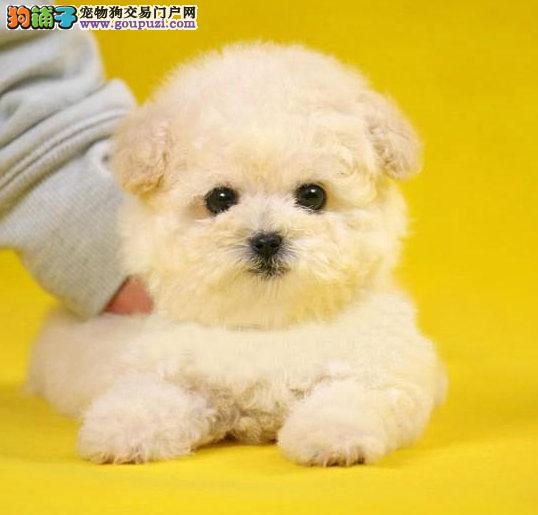 宠物狗搞笑剧本：狗狗的欢乐日常