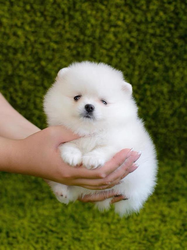 宠物狗晚上老叫：揭秘狗狗夜间吠叫的秘密