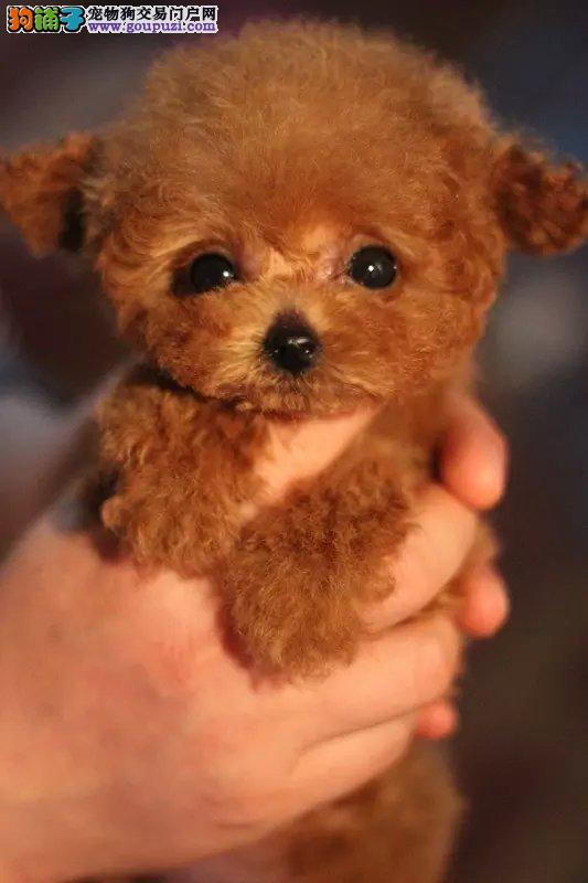 宠物狗疫苗必要吗？——守护宠物健康的必备知识