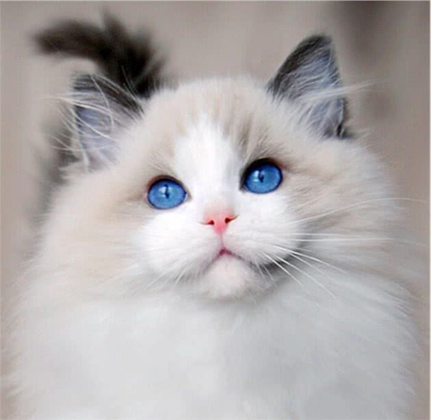 宠物狗橱窗展示图：捕捉温馨瞬间的艺术