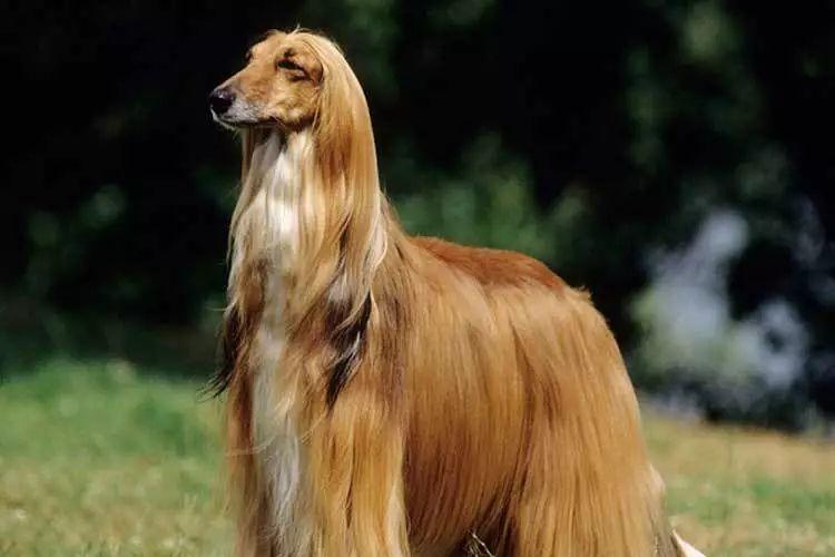 唐县狗市宠物狗价格：全面解析热门犬种市场行情