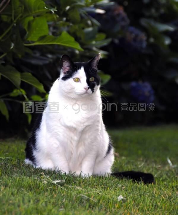 薇娅宠物狗房间：温馨家园中的欢乐角落