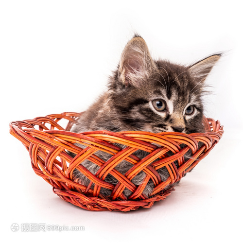 宠物狗病危坐在门口：紧急时刻的关爱与应对