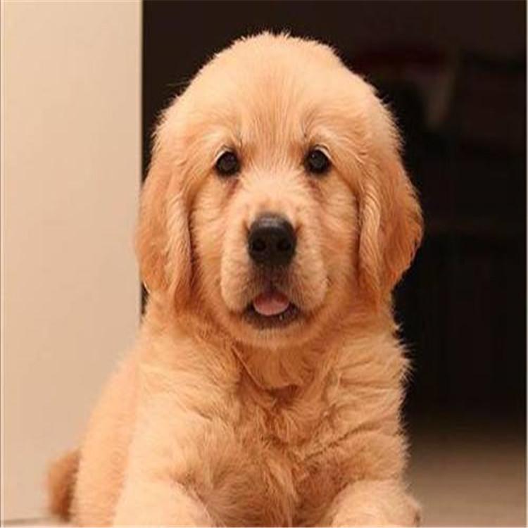 宠物狗战损玩具：陪伴中的欢乐时光