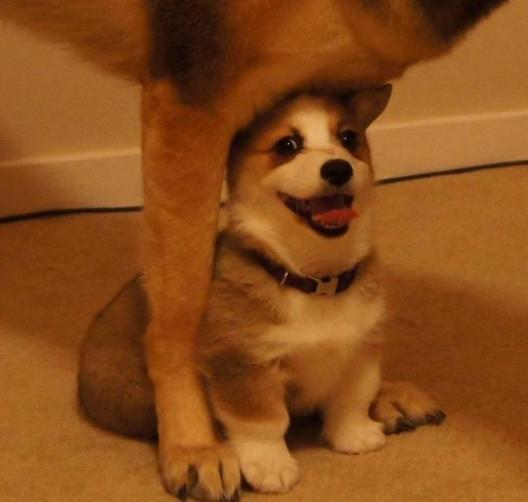 嘲讽国外宠物狗：揭秘那些“洋狗狗”的奇特日常