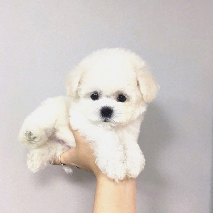 原产美国宠物狗品种：探寻那些来自美利坚的毛茸茸伙伴